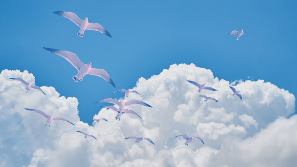 Taylor Swift 1989-style clouds with pink seagulls flying
